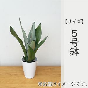 観葉植物 サンスベリア ムーンシャイン 5号鉢...の詳細画像4