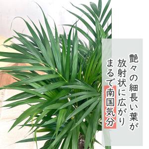 観葉植物 アレカヤシ 6号鉢 スーパーアレカ ...の詳細画像1