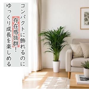 観葉植物 アレカヤシ 6号鉢 スーパーアレカ ...の詳細画像2