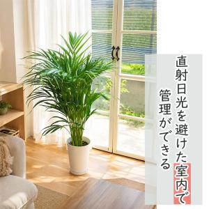 観葉植物 アレカヤシ 6号鉢 スーパーアレカ ...の詳細画像3