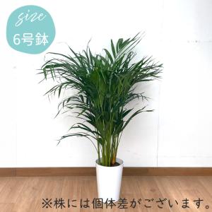 観葉植物 アレカヤシ 6号鉢 スーパーアレカ ...の詳細画像4
