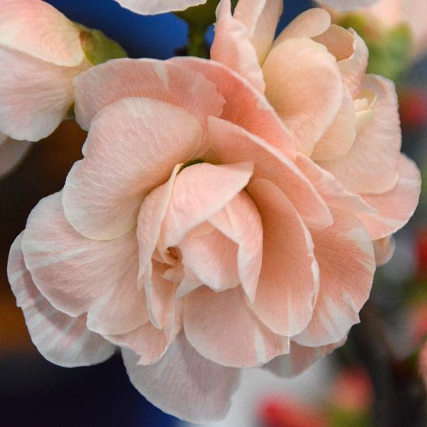 予約販売 木瓜 春の曙 9cmポット 開花予定株 ボケ 花苗 庭木 花木 mke 2月下旬以降発送