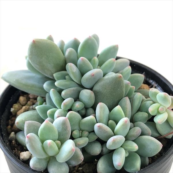 多肉植物 hmパキフィツム ばらまきキューティーフィンガー 多肉植物 パキフィツム 6cmポット