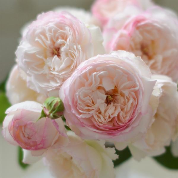 予約販売 バラ苗 バラ大苗 河本バラ園 サボン 品種登録出願中 四季咲き 薔薇 ばら 送料無料 ピン...