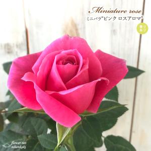 日本花キ流通 予約販売 ミニバラ パステルイエローロスアロマ 3号
