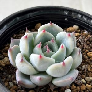 日本花キ流通 多肉植物 skエケベリア レッドこころ 多肉植物