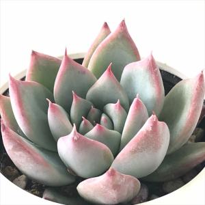 多肉植物 yukエケベリア ザラゴーサspノバ 優木園さんの苗 送料