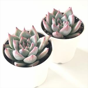 多肉植物 hmエケベリア コロラータ 多肉植物...の詳細画像1