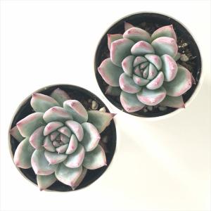 多肉植物 hmエケベリア コロラータ 多肉植物...の詳細画像2
