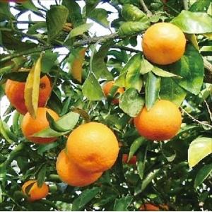 予約販売 みかん苗 寿太郎温州 13.5cmポッ...の商品画像