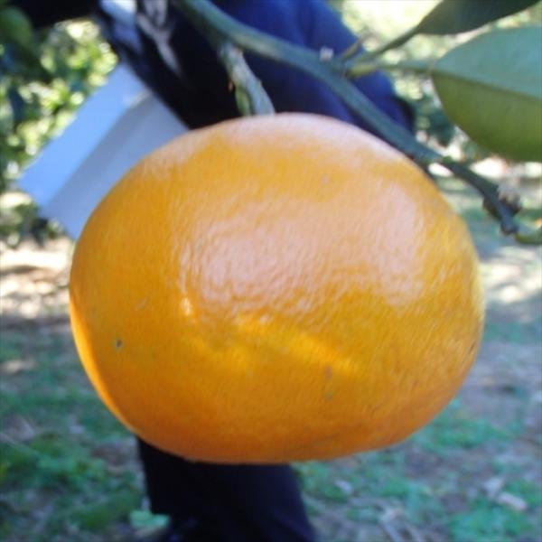 みかん苗 あすみ 登録品種 13.5cmポット 送料無料 ミカン ハイブリッド柑橘 苗木 庭木 柑橘...