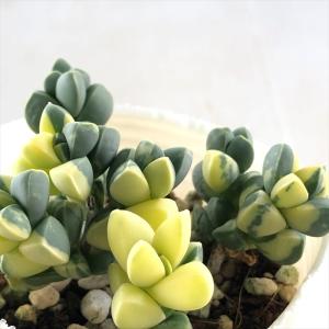 日本花キ流通 多肉植物 caダドレア 仙女盃 多肉植物 ダドレア