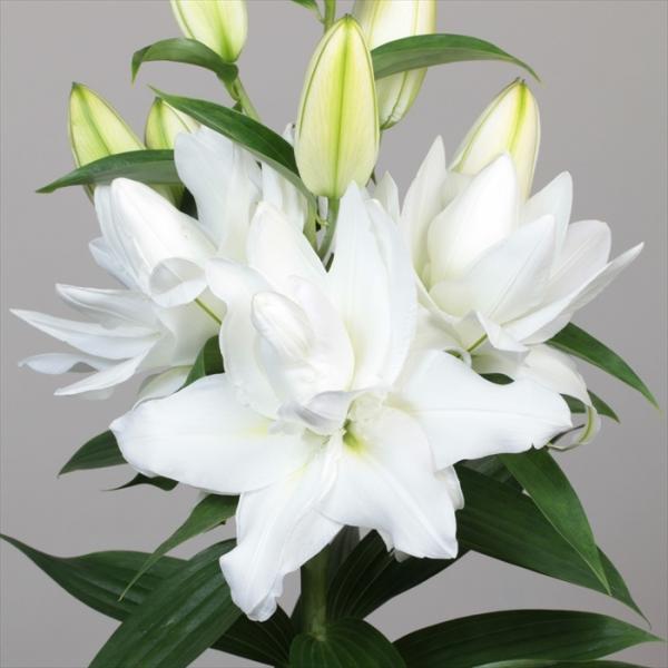 花の大和 球根 八重咲きオリエンタルリリー シャルドネ 1球 百合 ゆり ユリ hyk