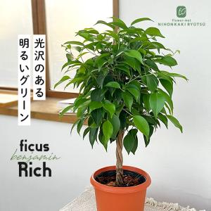 観葉植物 ベンジャミン リッチ 5号鉢 フィカス...の商品画像