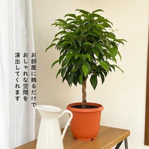 観葉植物 ベンジャミン リッチ 5号鉢 フィカ...の詳細画像2