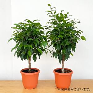 観葉植物 ベンジャミン リッチ 5号鉢 フィカ...の詳細画像3