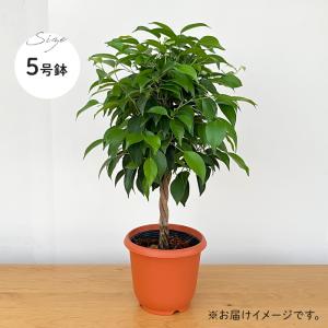 観葉植物 ベンジャミン リッチ 5号鉢 フィカ...の詳細画像4