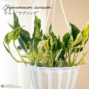 【観葉植物】ポトス　テルノシャングリラ　鉢ごと おしゃれ 観葉植物：ポトス テルノシャングリラ*5号 吊り鉢 : 遊恵盆栽