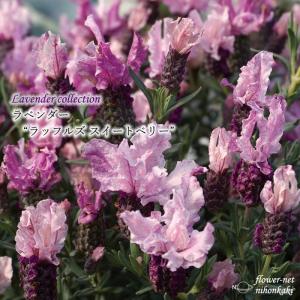 フレンチラベンダー 苗の商品一覧 通販 Yahoo ショッピング
