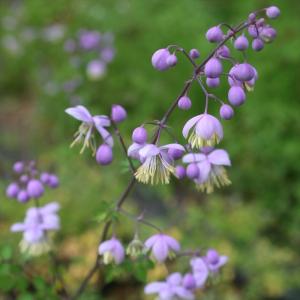 日本花キ流通 予約販売 フロックス 苗 フォーエバーピンク 10.5cm