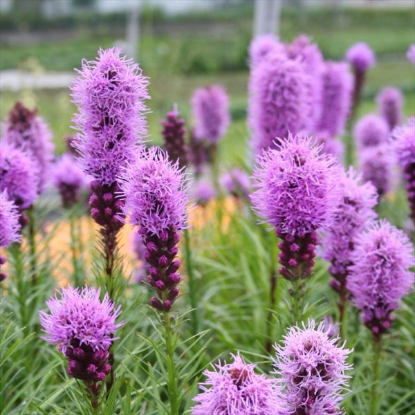 リアトリス 苗 スピカタ フロリスタンバイオレット 9cmポット 多年草 ガーデニング 花苗 宿根草...