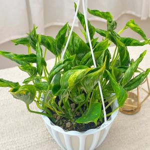 観葉植物 ポトス テルノ No.011 サンシ...の詳細画像1
