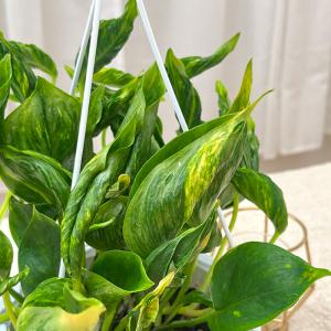 観葉植物 ポトス テルノ No.011 サンシ...の詳細画像2