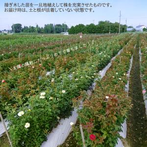 予約販売 バラ苗 バラ大苗 中輪 マーガレット...の詳細画像2
