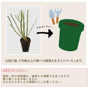 予約販売 バラ苗 バラ大苗 中輪 マーガレット...の詳細画像3