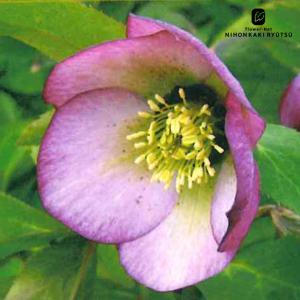 クリスマスローズ ウィンターシンフォニーシリーズ：オーレア系