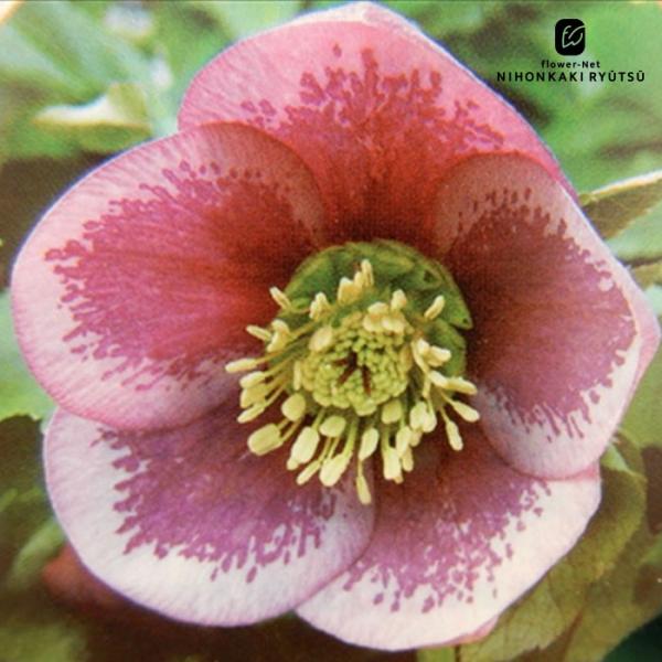 クリスマスローズ苗 シングルピンクブロッチ 杉山交配 9cmポット 宿根草 ガーデニング sgy