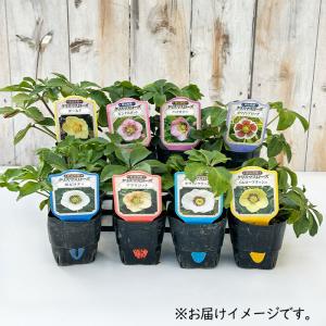 予約販売 クリスマスローズ苗 シングル ブラッ...の詳細画像2