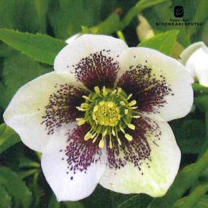 クリスマスローズ苗 原種 クロアチカス 杉光園芸 杉山交配 9cmポット