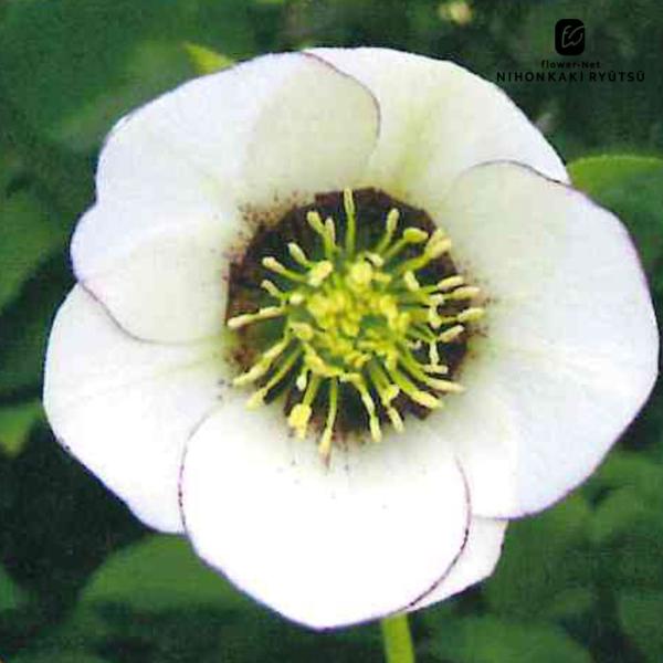 クリスマスローズ苗  シングル 糸ピコティ 杉山交配 9cmポット 宿根草 ガーデニング sgy