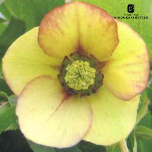 クリスマスローズ ウィンターシンフォニーシリーズ：オーレア系