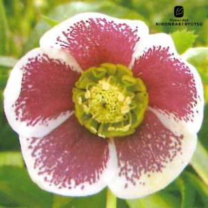 予約販売 クリスマスローズ ピンクニゲル 広瀬園芸さん 4.5号鉢 送料