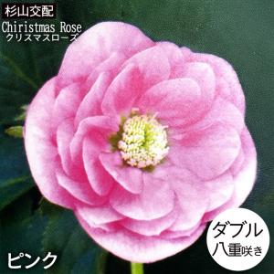 クリスマスローズ ダブル/(ピンク系)3.5〜4寸苗 : 岩崎園芸ネット