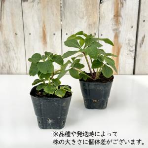 予約販売 クリスマスローズ苗 ダブル ピンク ...の詳細画像1