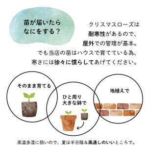 予約販売 クリスマスローズ苗 ダブル ピンク ...の詳細画像3