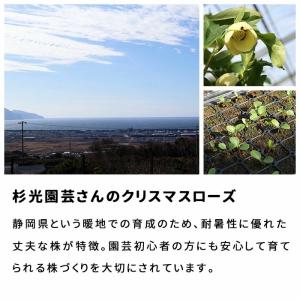 予約販売 クリスマスローズ苗 ダブル ピンク ...の詳細画像4