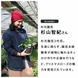 予約販売 クリスマスローズ苗 ダブル ピンク ...の詳細画像5