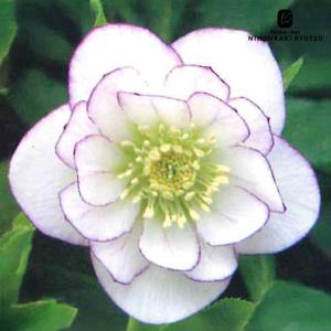 クリスマスローズ苗 ネオン系ダブル 10.5cmポット 曽田園芸 宿根草