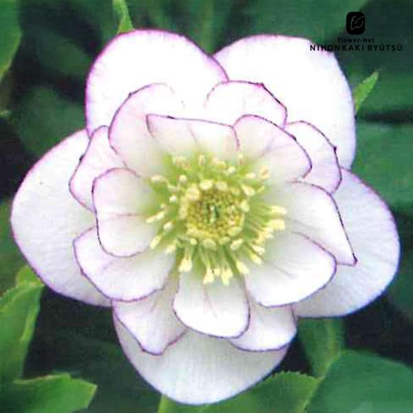 クリスマスローズ苗  ダブル 糸ピコティ 杉山交配 9cmポット 宿根草 ガーデニング sgy