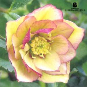 クリスマスローズ苗 シングルピコティ 杉山交配 9cmポット 宿根草