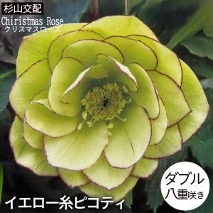クリスマスローズ苗 ダブル ピンクブロッチ 杉山交配 9cmポット 宿根草