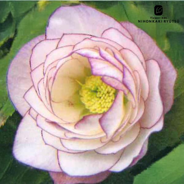 クリスマスローズ苗 ダブル ピンク糸ピコティ 杉山交配 9cmポット 宿根草 ガーデニング sgy