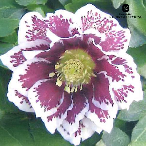 クリスマスローズ苗 ダブル ホワイトブロッチ 杉山交配 9cmポット 宿根草 ガーデニング sgy