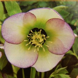 処分特価！11鉢価格！クリスマスローズ　八重咲き　ハイブリッド　白　ピンク 八重咲き クリスマスローズ 【選べる花色】（ オリエンタリス