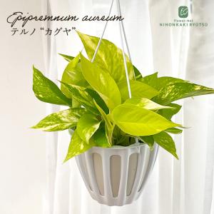 【観葉植物】ポトス　テルノシャングリラ　鉢ごと 2506_shangrila_2.jpg