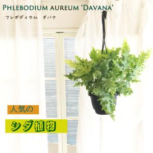 おしゃれ 観葉植物：ホヤ シェパーディ*吊り鉢 5号 : 遊恵盆栽 Yahoo